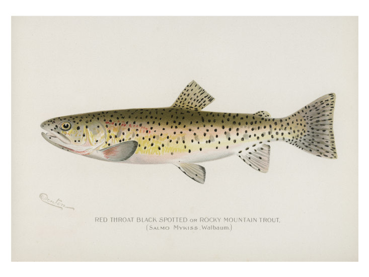 Game Fish of North America – Buffalo River Co Game Fish of North America – Buffalo River Co